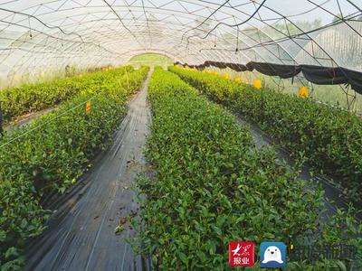 白露飄香引新篇——費縣春曦茶業以生物有機肥研發驅動白茶技術創新