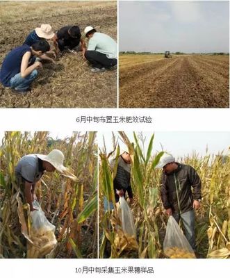 化肥“一炮轟” 玉米抽穗長 生物有機(jī)肥料研發(fā)